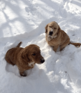 Snowdogs